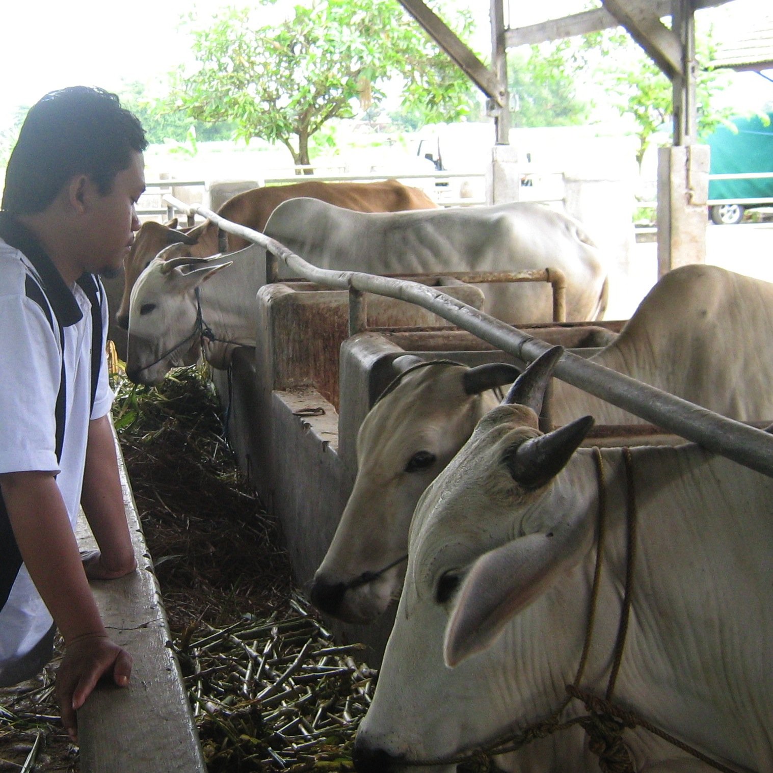 peternak_jember's profile picture. 