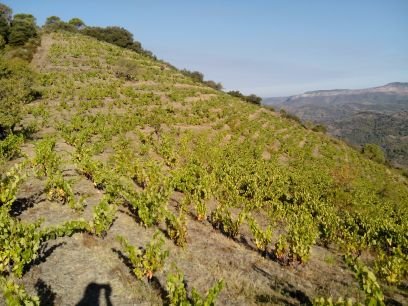 Biodynamic farming & natural fermentations = MaxTerroir