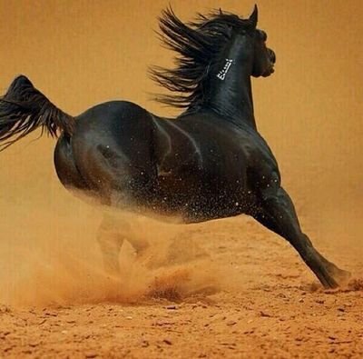 لا أريد الإطاله .ولكن بإختصار أنتقي ما يلفت النظر ويفيد الجميع . وأكتب وأحتفظ بكتاباتي في المفضله.  اسعد بمروركم واتشرف بمتابعتكم ♪