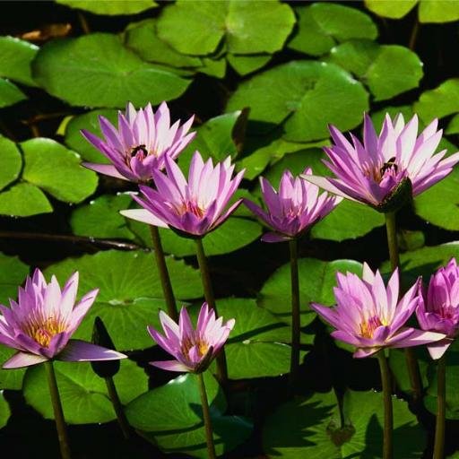 AnoBelo1's profile picture. however u hate me,,, it's my life