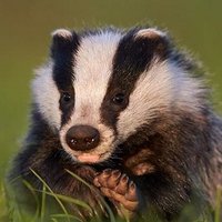 Grasmere Badgers & Mrs Waters (@gabadgers) 's Twitter Profile Photo