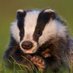 Grasmere Badgers & Mrs Waters (@GABadgers) Twitter profile photo