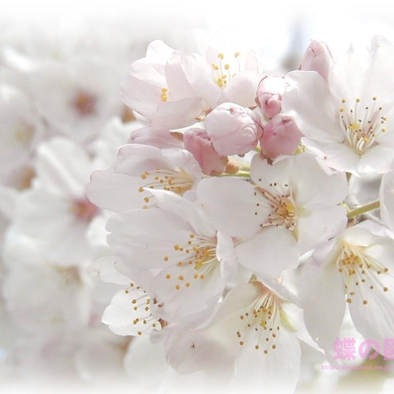 JewelryKatarina's profile picture. 