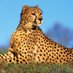 Olivia Maes 🐅🐆 maly.io/@oamaes (@oamaes) Twitter profile photo Olivia Maes 🐅🐆 maly.io/@oamaes (@oamaes) Twitter profile photo