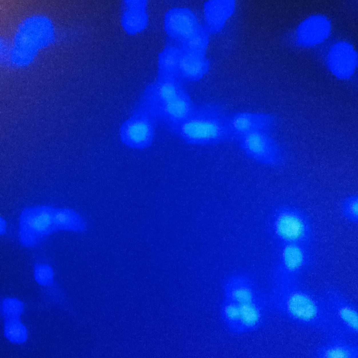 SherminatorDChi's profile picture. 