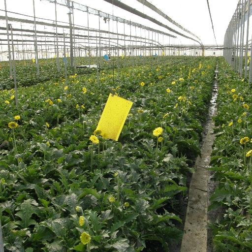 erichuizer's profile picture. Groen Manager. Begeleiden/aansturen bedrijfsprocessen. Opstarten internationale filialen. Mensen motiveren. Teeltbegeleiding. No nonsense mentaliteit.