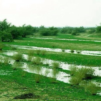 sasref11's profile picture. 