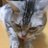 mei2cat