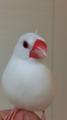 文鳥をこよなく愛す♥️白文鳥の日向(♂11歳)と桜文鳥の翼(♂7歳)に癒される日々！オカメインコのピィは2017.11.7🌈趣味は文鳥グッズや根付けの収集、レース切り絵を習ってます。