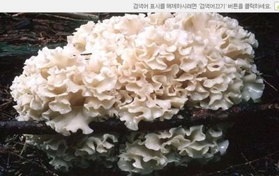 꽃송이버섯