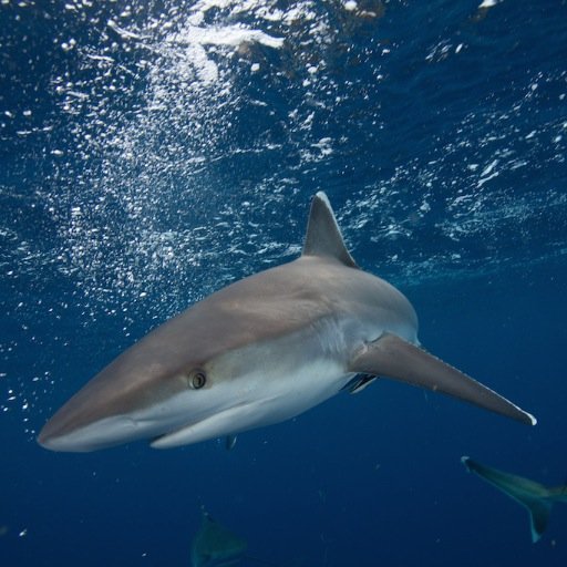 Ponta Shark Diaries Profile