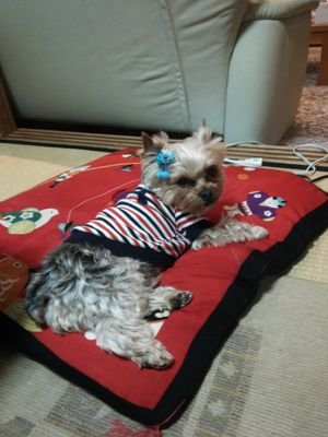 名古屋在住の主婦です。おばちゃんだけど気だけは若いよ🤭名古屋出身のボイメンを応援してます❤timelerszも。趣味はウォーキング、酒、歴史、明治村散策、大学駅伝鑑賞、Vシネマも好き⭐️2018年9月10日お星様になった愛犬ヨースケのことを想い続けています🐶２０２１年2月6日生まれのエルク♂（シーズー）を迎えました