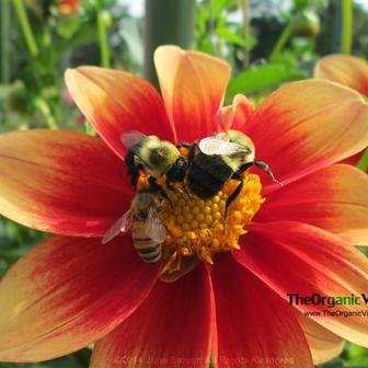 Please protect our #bees as well as all #pollinators. Ban systemic #pesticides called #neonicotinoids & #saveourbees! Listen to @TheOrganicView to learn how!