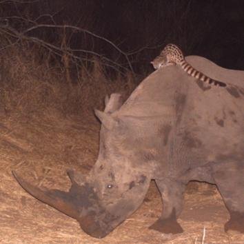 Hi, I'm the megaherbivore-wrangling genet who likes to ride on the back of buffalo and rhino! My recent late-night shenanigans were exposed by @wildlifeact!