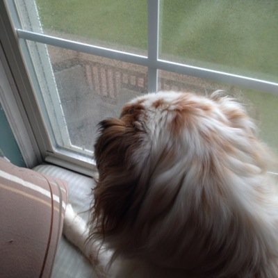 dog_dogwriter's profile picture. Writing Canine novels for life