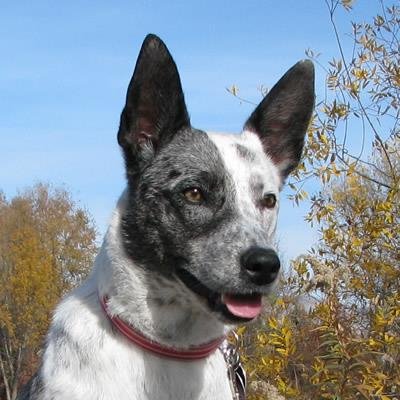Boise website designer's blog for dogs and bloggers. A story about an Idaho family and their rescue shelter dogs. New Site in progress http://t.co/aBWWr4cX