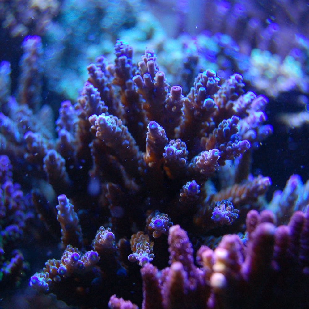 Homegrown Frags for Over 20 years