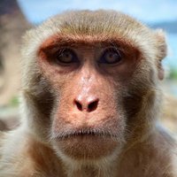 NYU Primatology(@nyuprimatology) 's Twitter Profile Photo