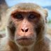 NYU Primatology (@nyuprimatology) Twitter profile photo NYU Primatology (@nyuprimatology) Twitter profile photo