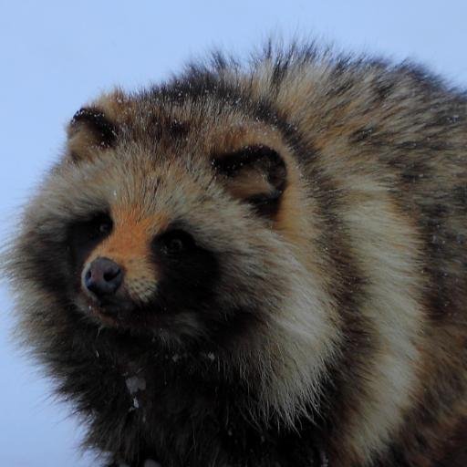 たぬき② Common raccoon dog - Wikipedia