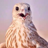 سجآت بدوي (@vaiisl) 's Twitter Profile