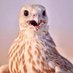 سجآت بدوي (@vaiisl) Twitter profile photo