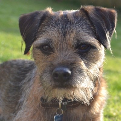 Hello I'm George, and I'm the naughtiest Border Terrier in the world but I love everything and everyone  xxx