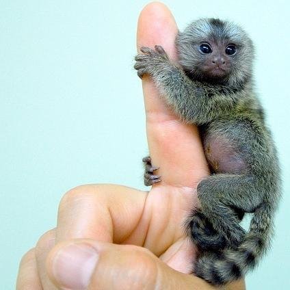 Exotic Pets