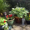 Jane Shearer - @jane67shearer - Twitter