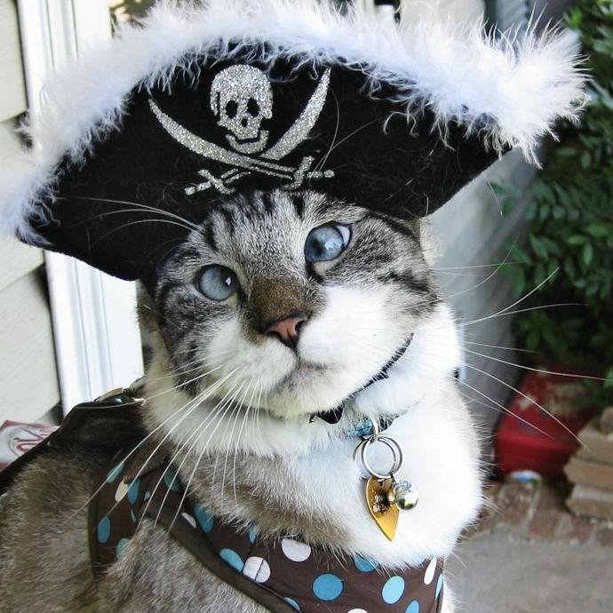 CTO. IT cat. Developer for the shitty Firestorm Viewer for Second Life. Skeptic. Secular humanist. Independent. Stubborn. Massive introvert. Feline privateer.