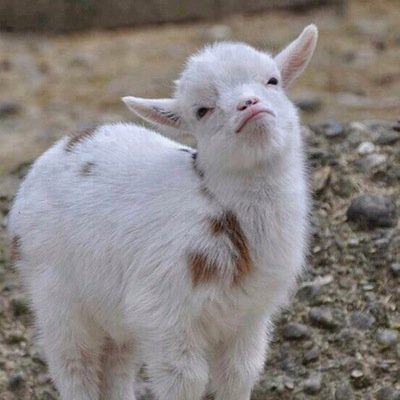 glaimer's profile picture. hiiiii