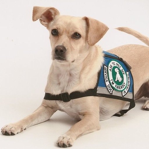 SupportDogsUS raises awareness for all service and support dogs in the United States. We are devoted to helping support dogs and the families they support.