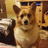 Jnick (@corgicommand) 's Twitter Profile