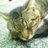 neko299modoki's profile image