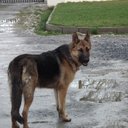 Shane Hennessy - @shanurs - Twitter