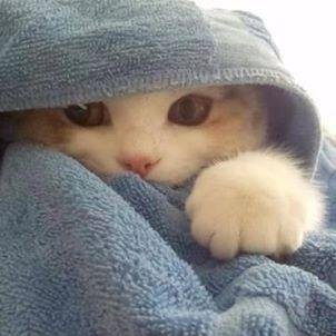 Cute animals in pictures ♥♥♥