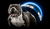 AMERICAN BULLY WORLD, HOME OF THE AMERICAN BULLY AND THE BULLY COMMUNITY WORLDWIDE!!