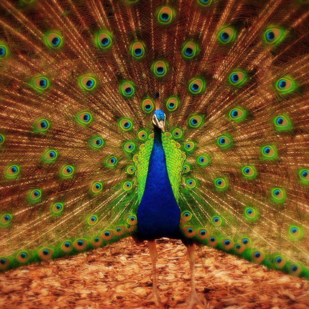 gypsygirll's profile picture. 