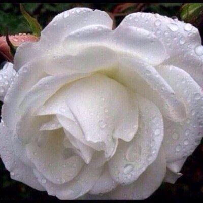 2020Srab's profile picture. انشأت هذا الحساب لعلي اكون سبب في بناء بيت زوجين على طاعة الله اخذ مقابل من المتزوج والمتزوجة بعد التوافق هذه اول تجربة لي بتويتر والله الموفق