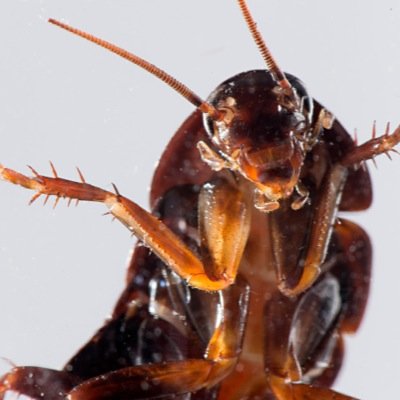 ghettocockroach's profile picture. Real Cockroach all day !!! R.I.P. to all my niggas thats been stepped on