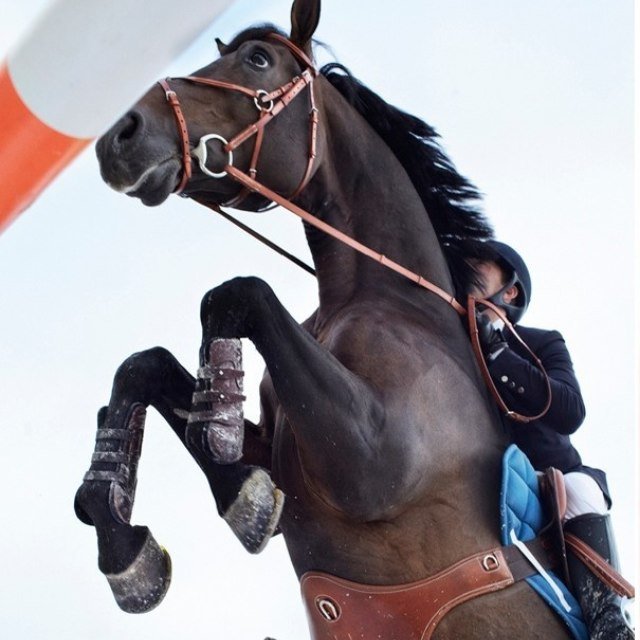 RiderRoyal Profile Picture