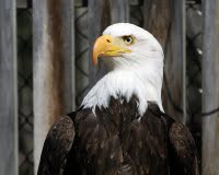 Bird TLC focuses on  rehab to sick, injured or orphaned wild birds and provides environmental education to the public