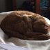 Killer Cat (@penguinevans) Twitter profile photo