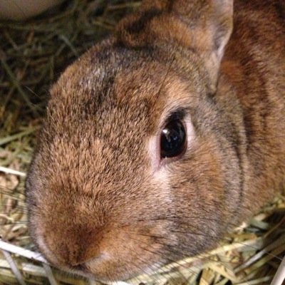 藤田 さやか Mekealohe Twitter 藤田 さやか Mekealohe Twitter