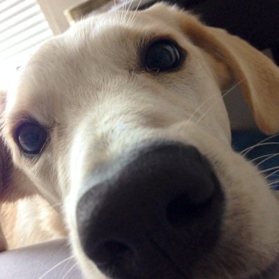 Golden Brittany mix living the good life in the nation's capitol. Tweets aren't endorsements but I'll take a treat anyway.