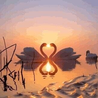 Loveangel62501's profile picture. 