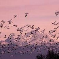 الله يحميكي يا سورية (@tahane2333) 's Twitter Profile