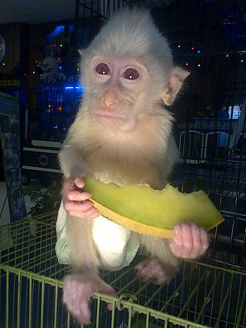 Menjual berbagai macam hewan exotic...
sms 08311710527
pin bbm 24eaba6d
fb Rezing Pet's
