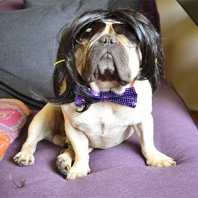 FrenchieEinar's profile picture. With more than 24K fans, and featured regularly on national tv, radio, newspapers and magazines, Einar The Frenchie (5) is one of the most famous pets in Norway