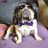FrenchieEinar's profile image